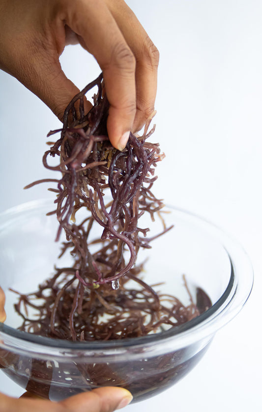Jamaican Thick Purple Gold Sea Moss